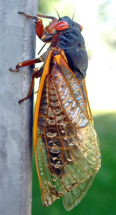 Cicada photograph