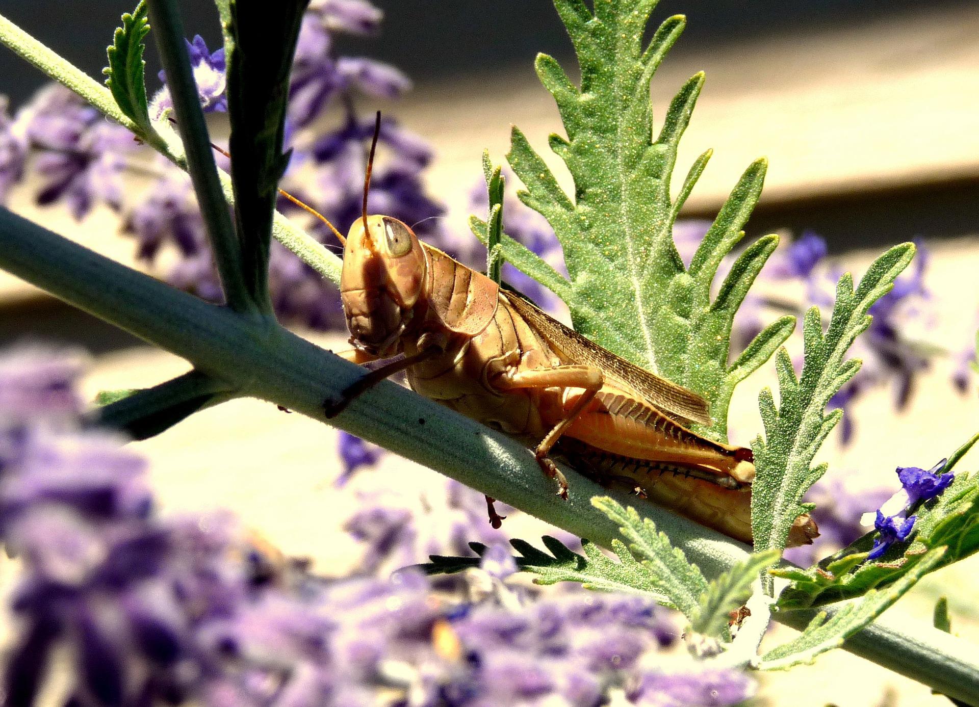 cicada-photo