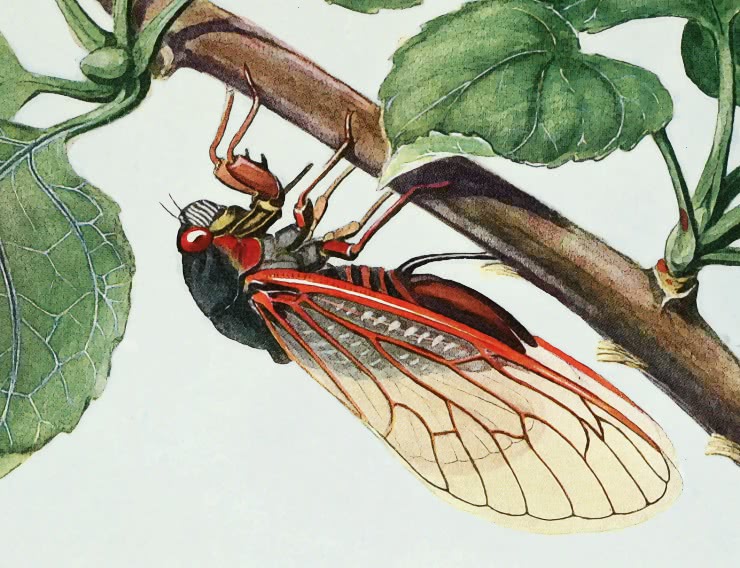 cicada  17 year locust