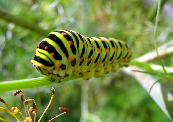 Papilio machaon  Swallowtail caterpillar
