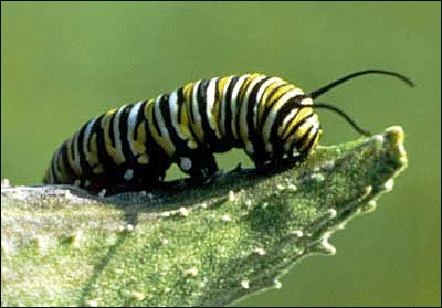 catterpillar Monarch