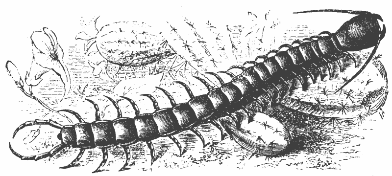 centipede 3