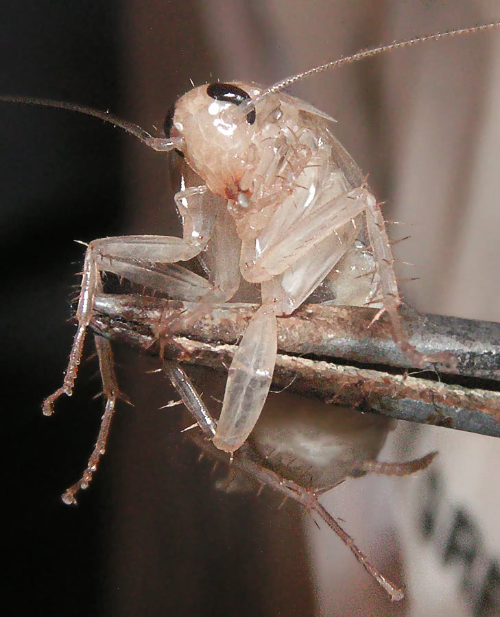 German cockroach recent Ecdysis