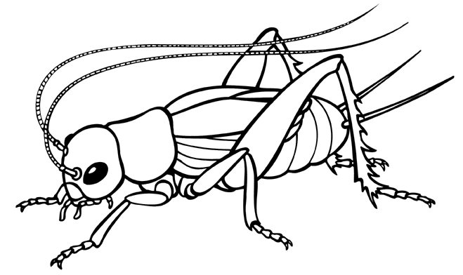 clipart insects black and white - photo #42