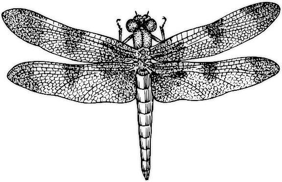 Dragonfly_BW.png