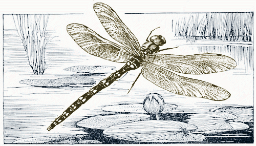 dragonfly illustration