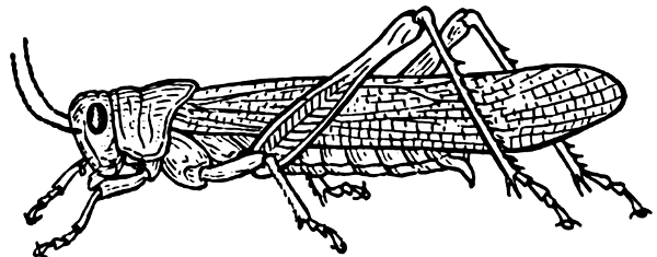 Clip Art Grasshopper. grasshopper BW