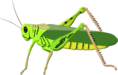 cricket insect clipart. clip art grasshopper