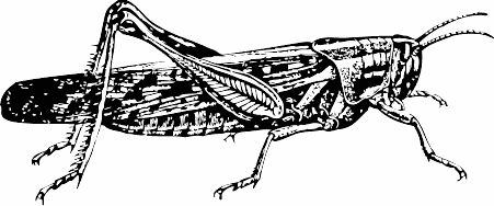 locust 2