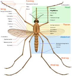 Mosquito  Culex pipiens diagram en