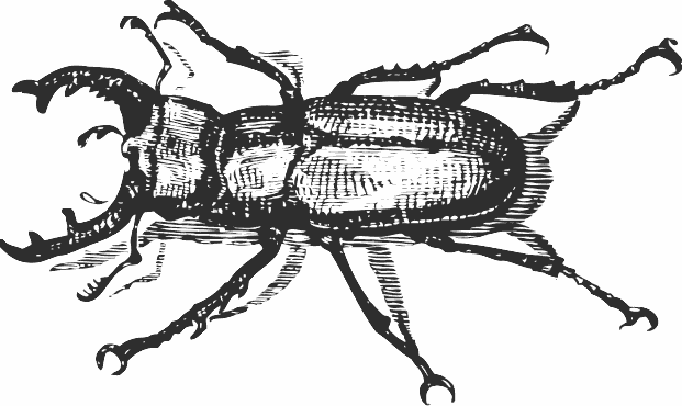 staghorn beetle