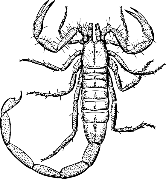 Scorpion lineart