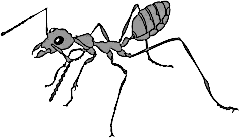 ant large BW