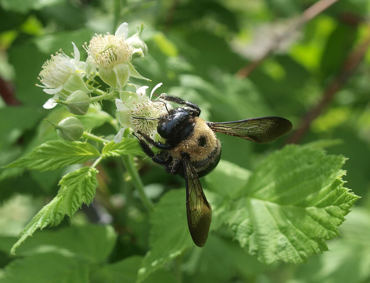 Brown-belted Bumblebee  Bombus griseocollis