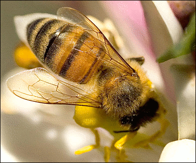 honey Bee close