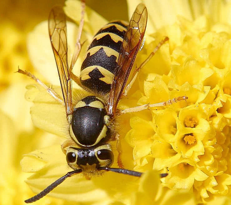 wasp hornet on yellow flower