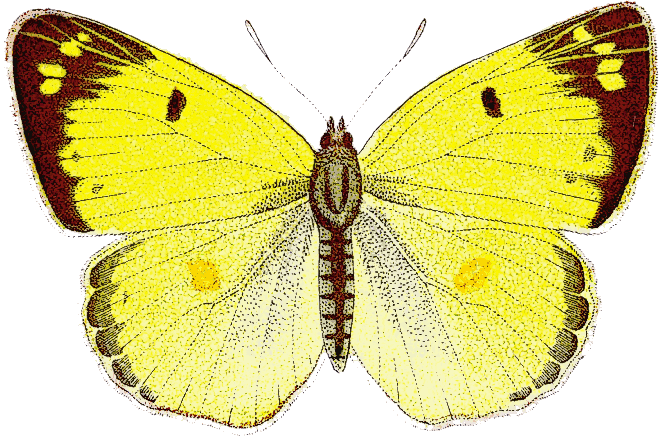 Colias hyale  Pale Clouded Yellow  top