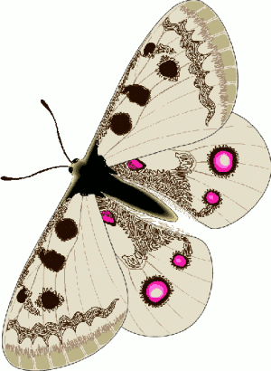 apollo butterfly 1