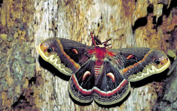 Cecropia Moth  Hyalophora cecropia