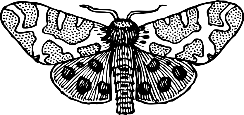 moth wings open