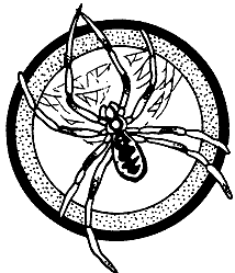 spider  black widow