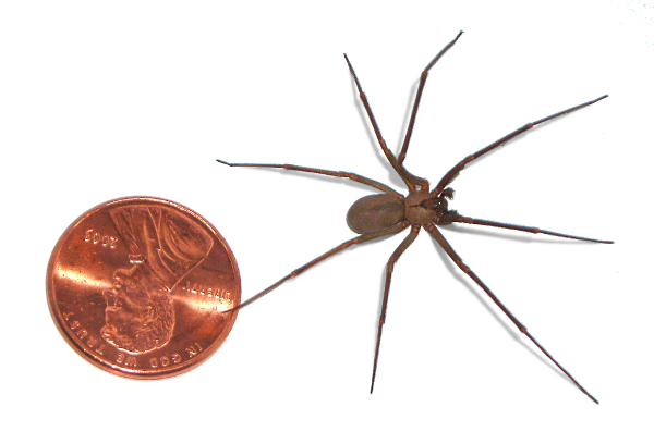 Brown Recluse spider by penny small
