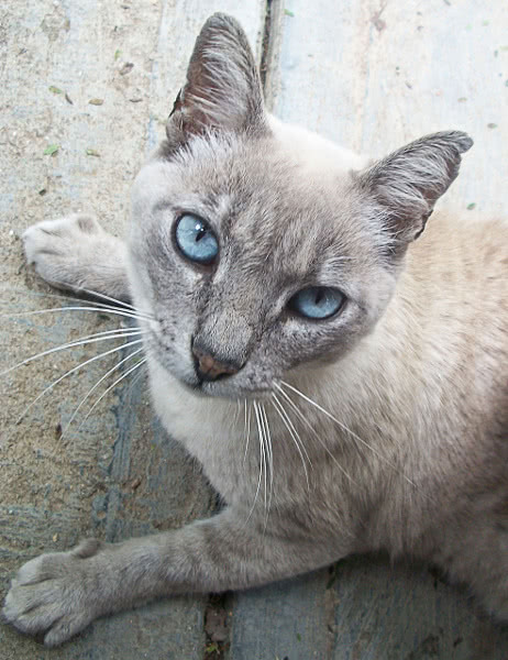 cat  lilac point Siamese 2