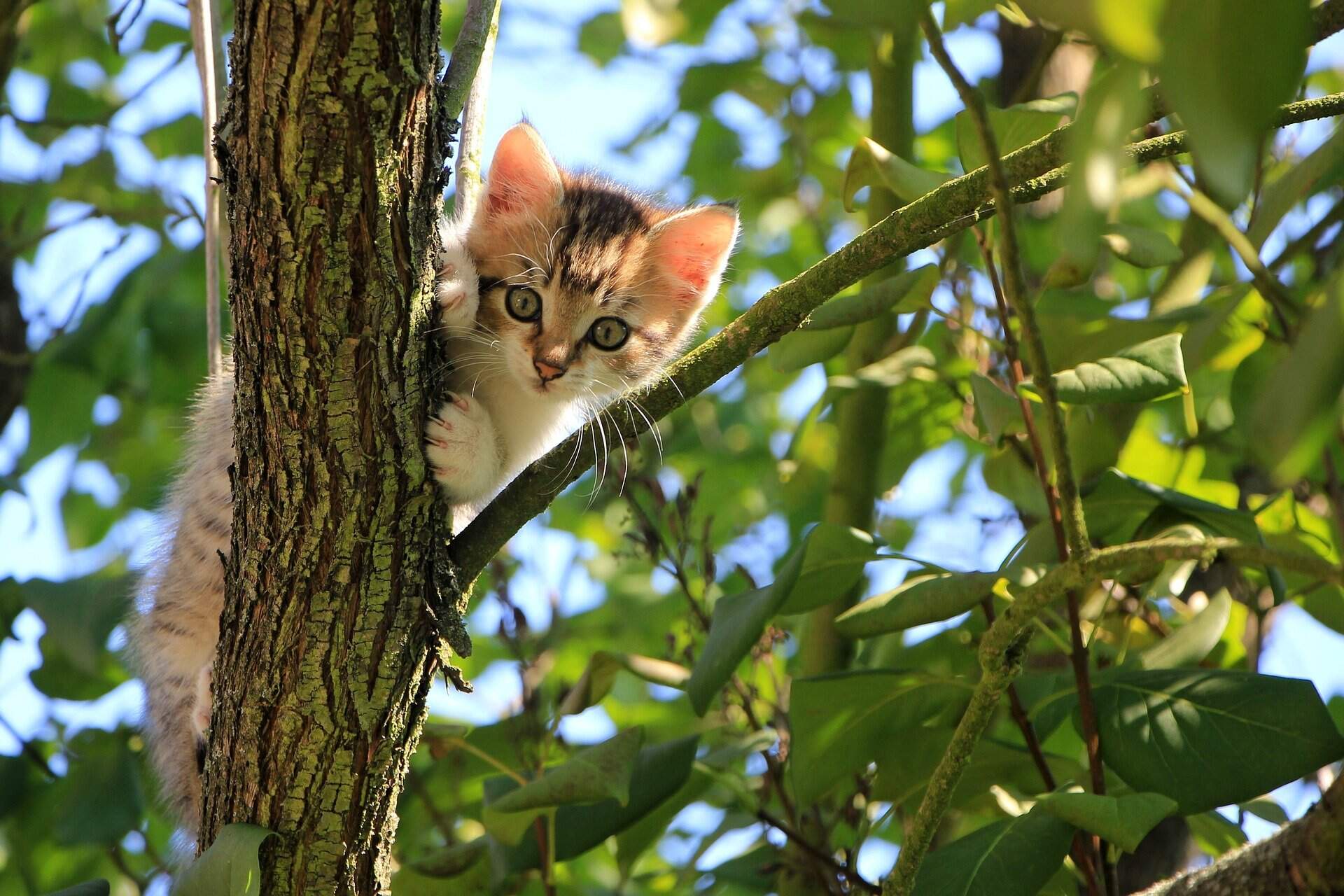 kitten-up-a-tree