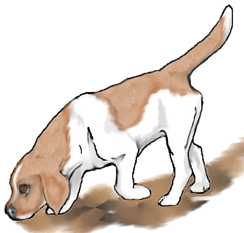 nose down beagle