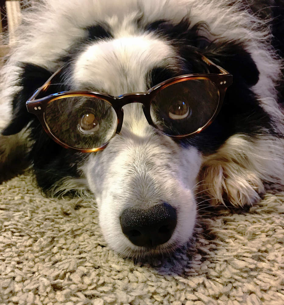 Border-Collie-wearing-glasses