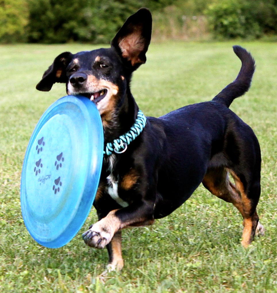 dachshund-w-frisbee