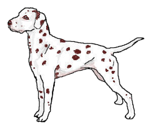 liver dalmatian
