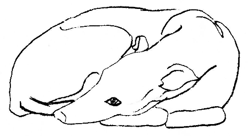 greyhound curled up sketch