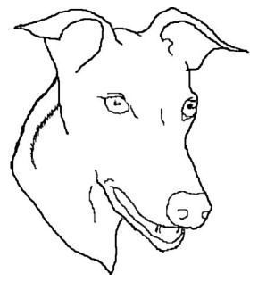 greyhound head study outline