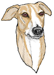 greyhound bahama