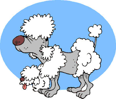 aging poodle toon