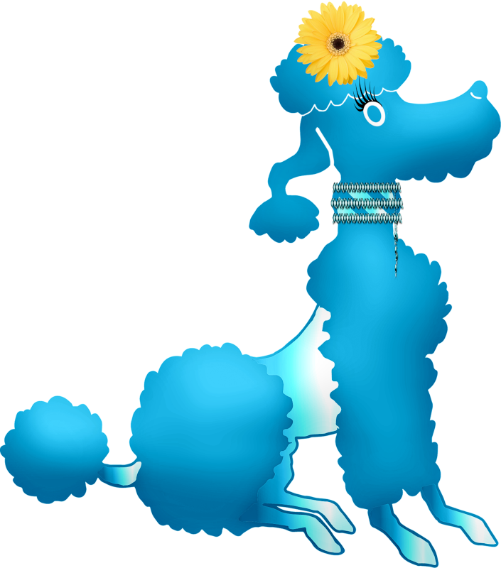 blue-poodle