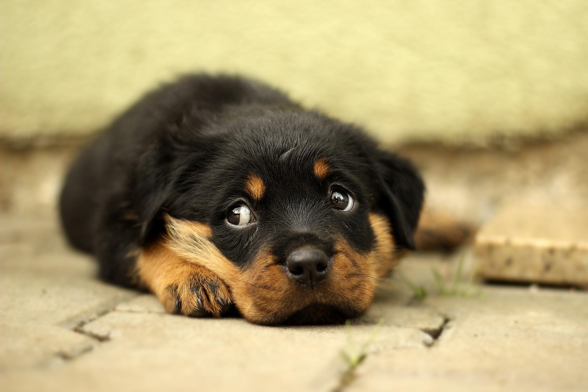 Rottweiler-puppy-eyes