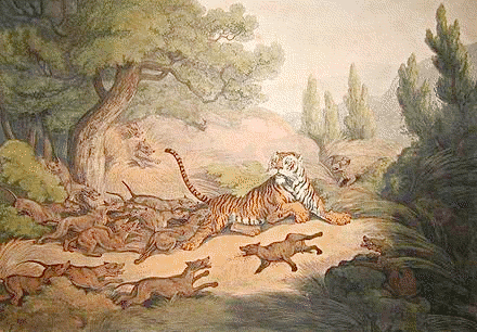 Dholes attacking tiger