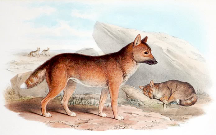 Dingo illustration