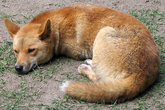 Dingo in Australian zoo