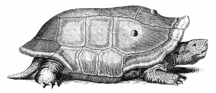 Reunion giant tortoise