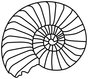 ammonite outline