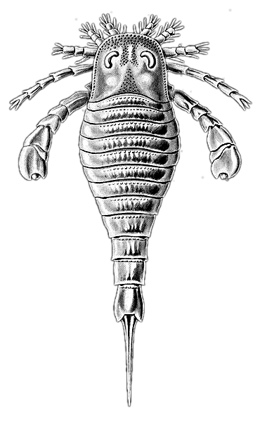 Eurypterus tetragonophthalmus
