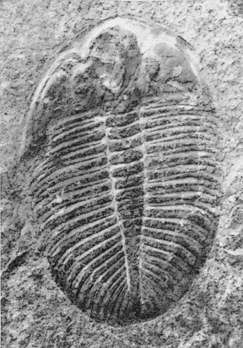 Trilobite 2