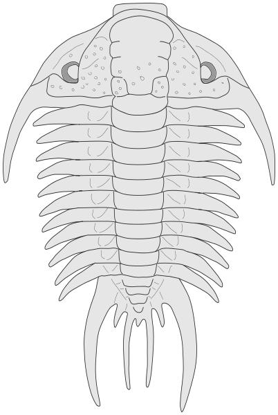 Trilobite Paraceraurus