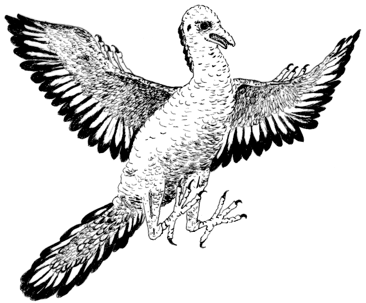 archaeopteryx BW