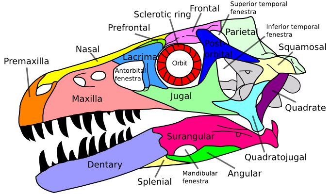 Dromaeosaurus skull en