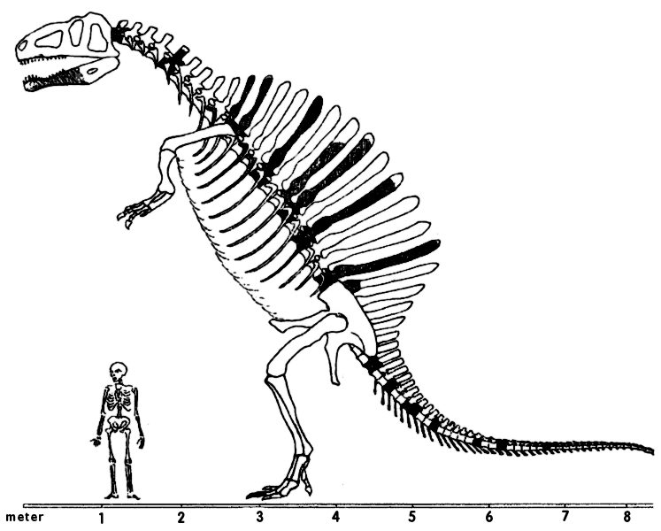 Spinosaurus skeleton scale