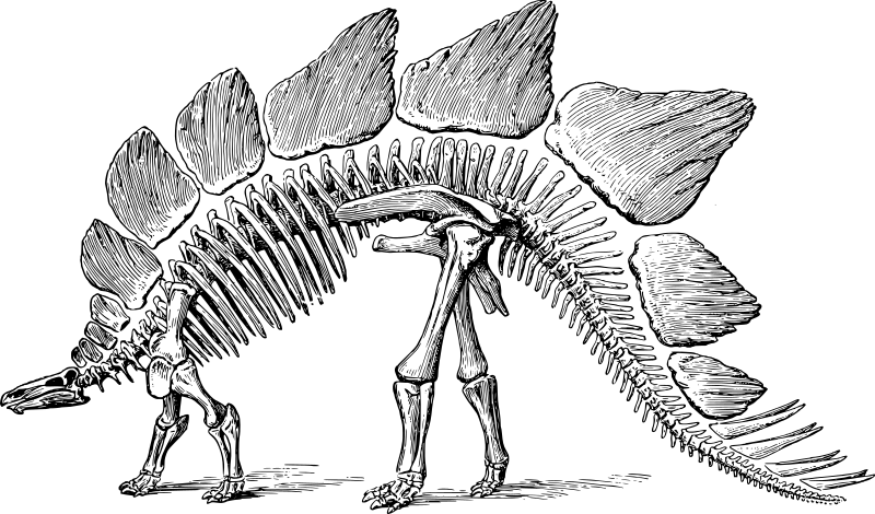 stegosaurus_skeleton.png